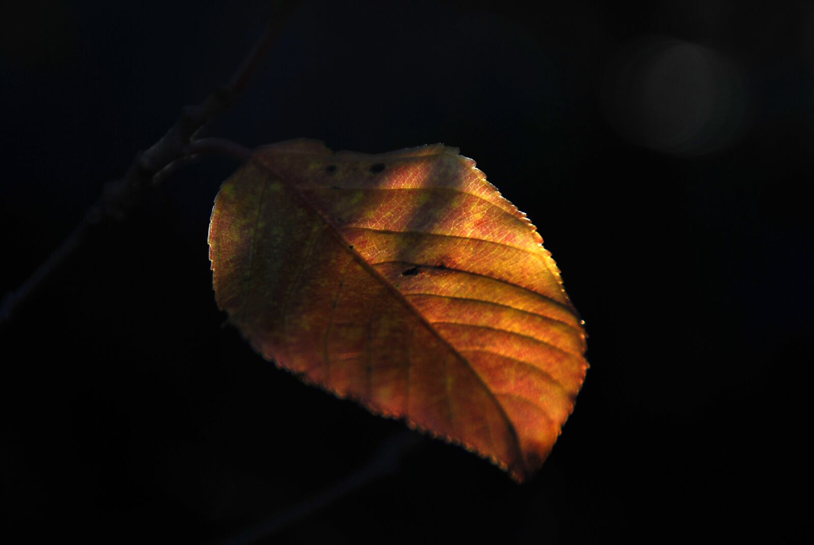 Nikon D40X sample photo. Leaf, autumn, autumn leaves photography