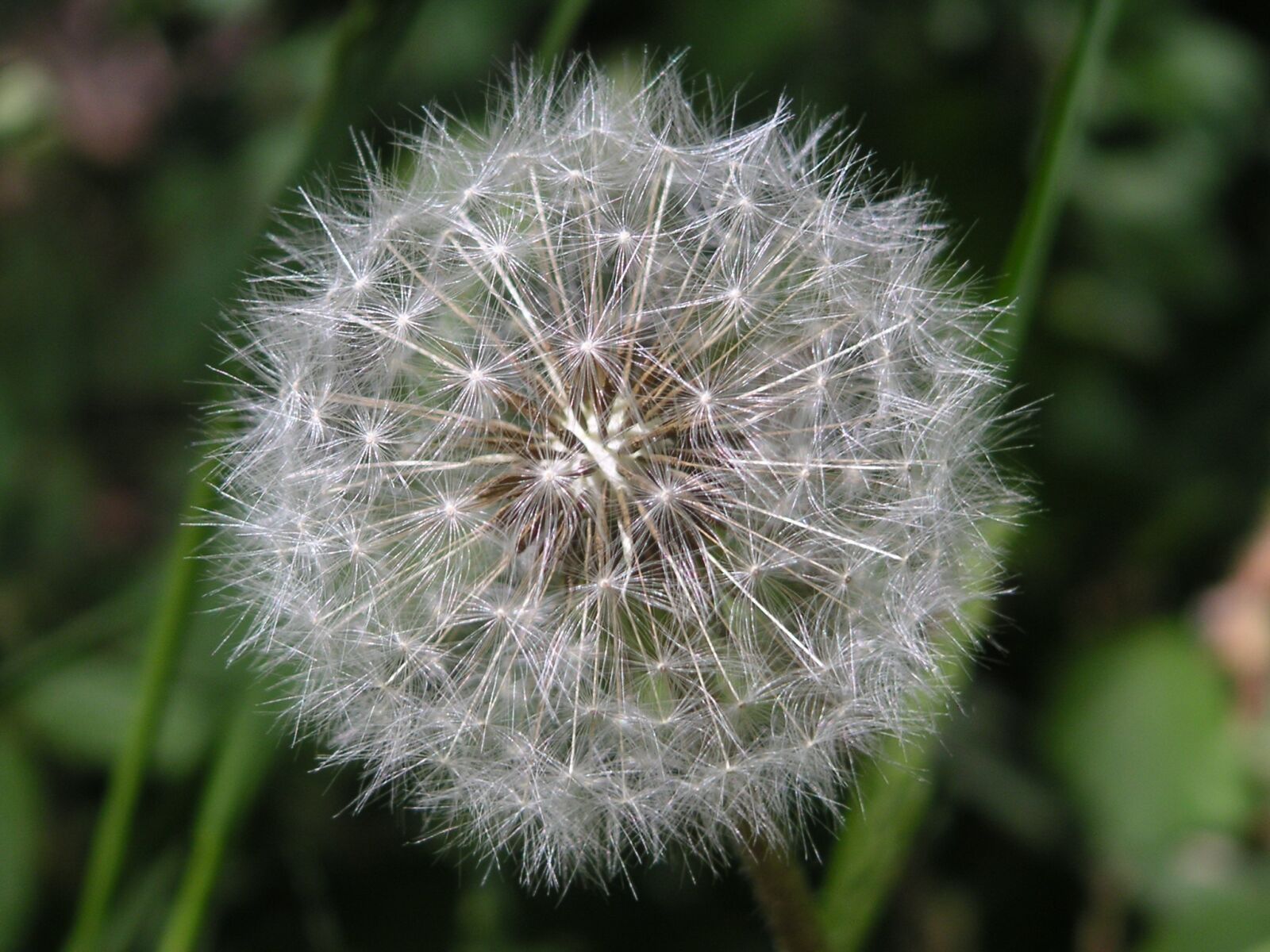 KONICA MINOLTA DiMAGE Xt sample photo. Dandelion, flower, summer photography