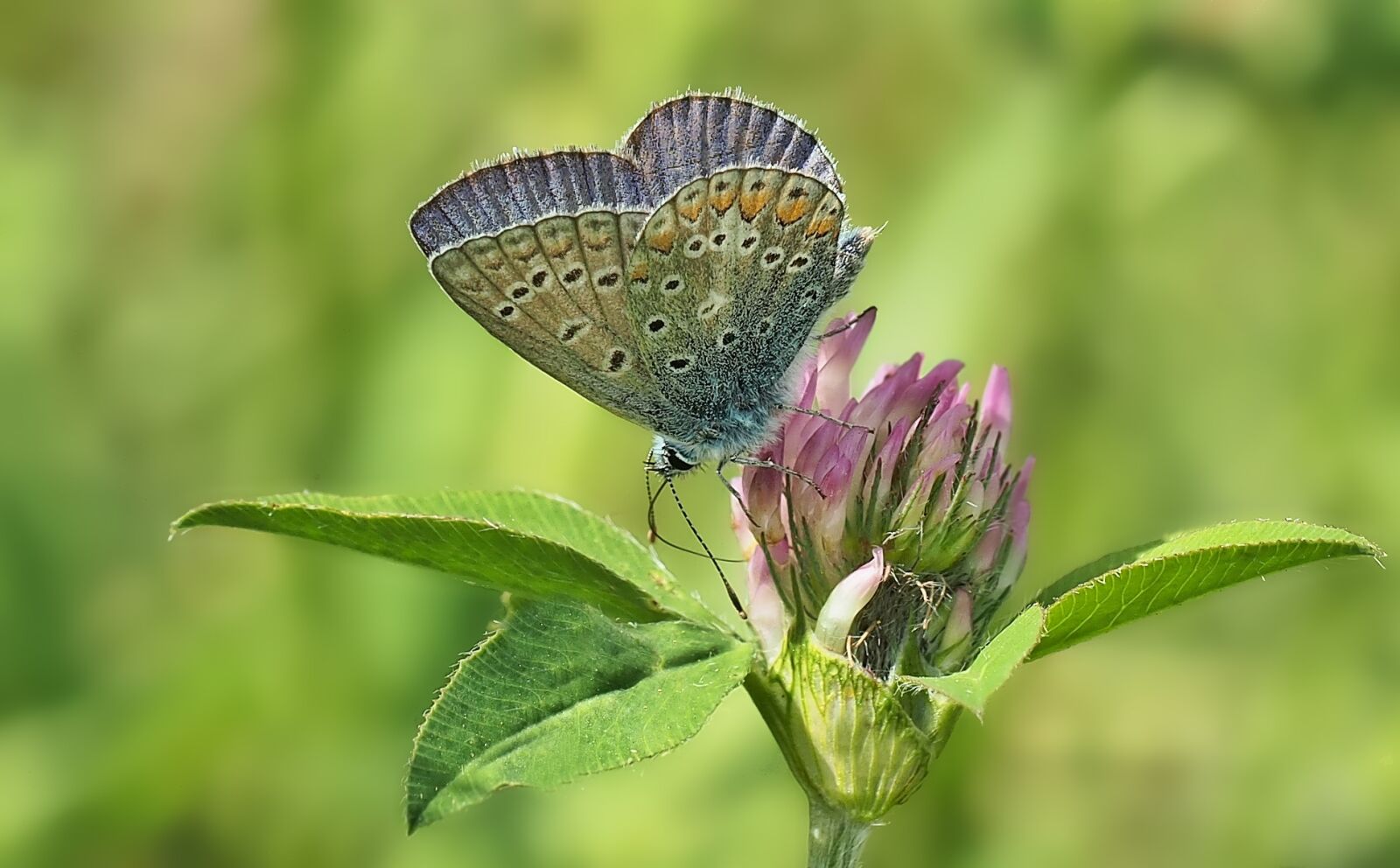 Olympus OM-D E-M5 sample photo. Common blue, klee, hauhechel photography