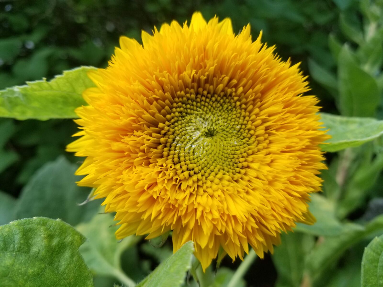 Samsung Galaxy S8 sample photo. Sunflower, flower, teddy bear photography