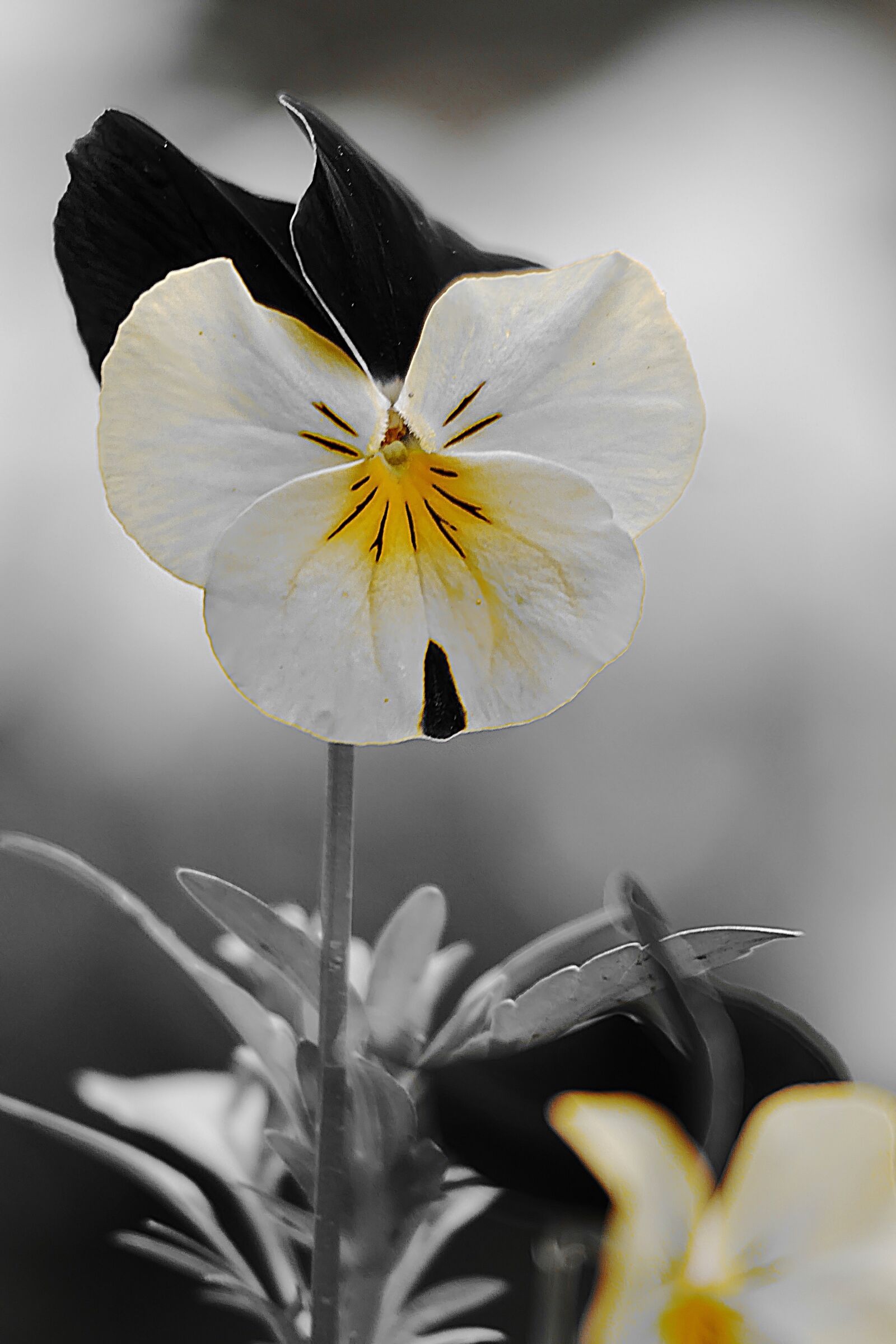 Panasonic Lumix DMC-FZ1000 sample photo. Pansy, petals, spring photography
