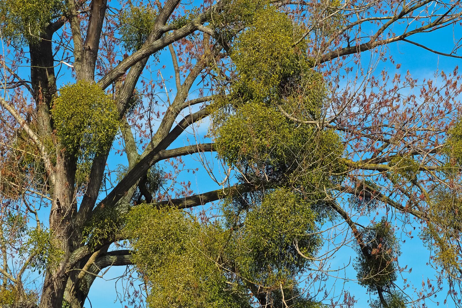 Olympus OM-D E-M10 sample photo. Tree, mistletoe, make the photography