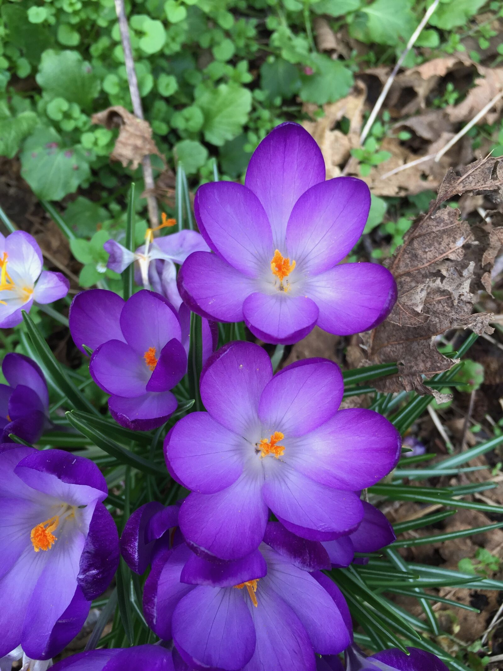 Apple iPhone 6 sample photo. Crocus, flower, purple photography