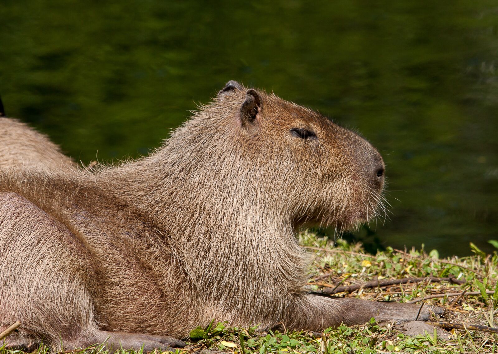 Canon EOS 50D sample photo. Capybara, animal, mammal photography