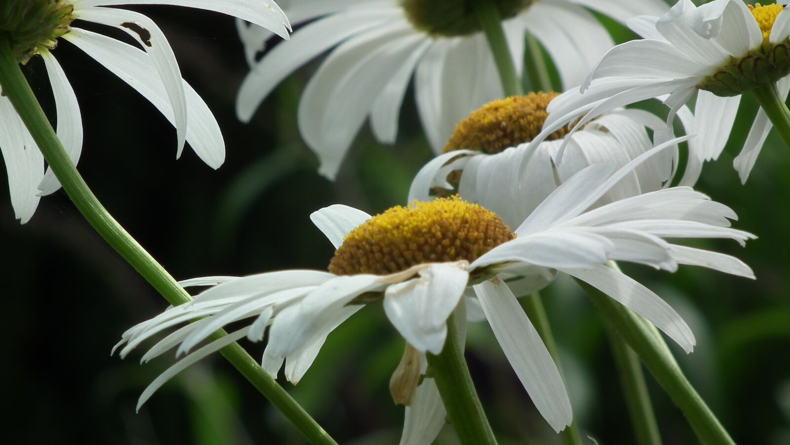 FujiFilm FinePix HS10 (FinePix HS11) sample photo. Flower, summer flower, blossom photography