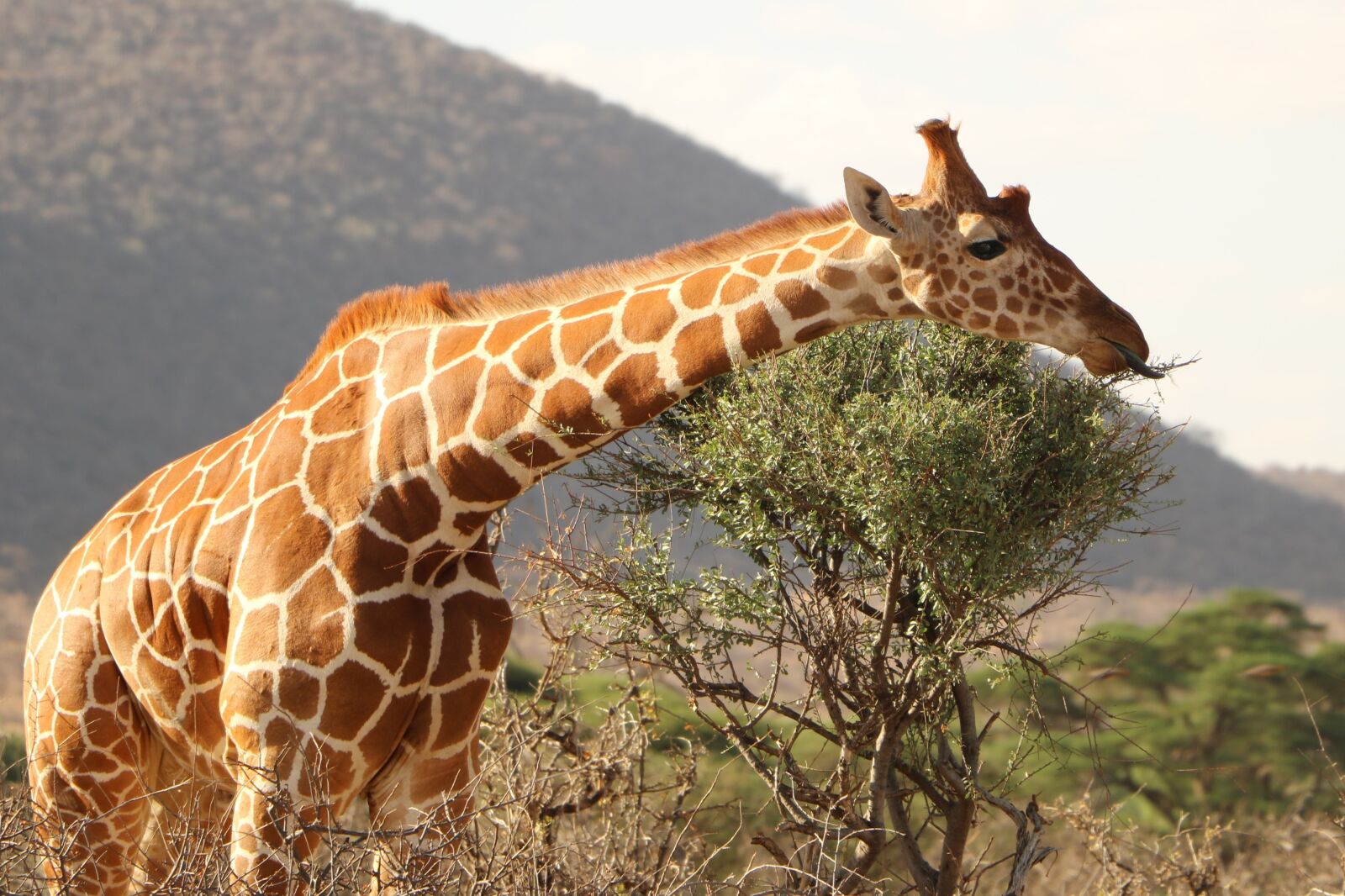 Canon EOS 760D (EOS Rebel T6s / EOS 8000D) sample photo. Giraffe, safari, animal photography
