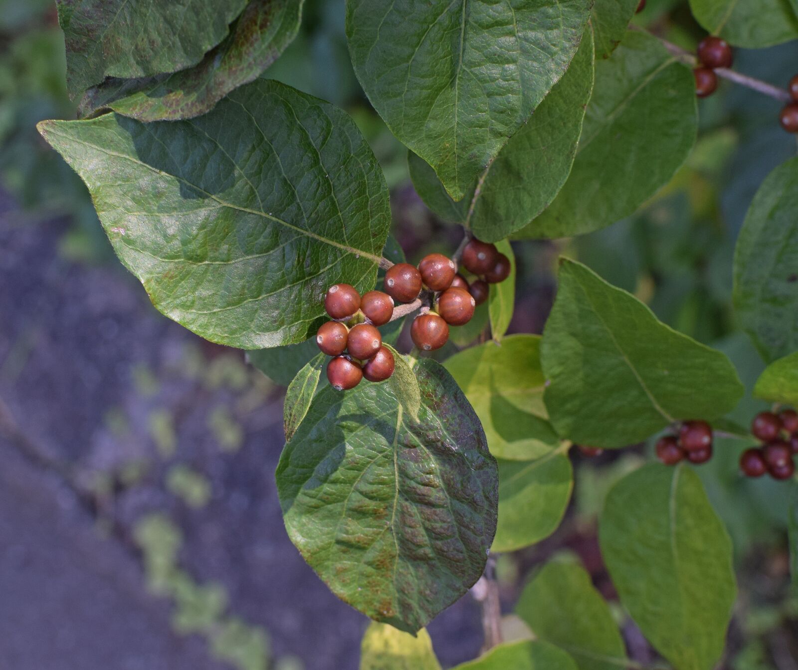Nikon D3300 sample photo. Dogwood berries ripening, dogwood photography