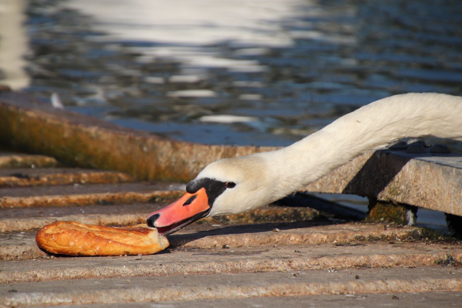 Canon EOS 800D (EOS Rebel T7i / EOS Kiss X9i) sample photo. Swans, birds, waterfowls photography