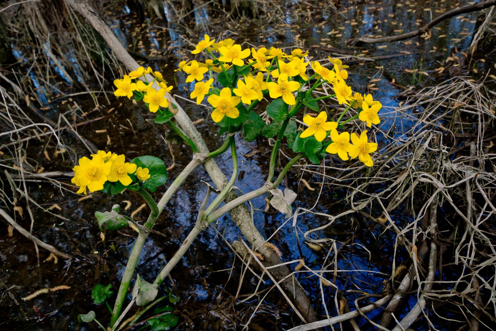 Sony SLT-A77 sample photo. Nature, flowers, buttercups photography