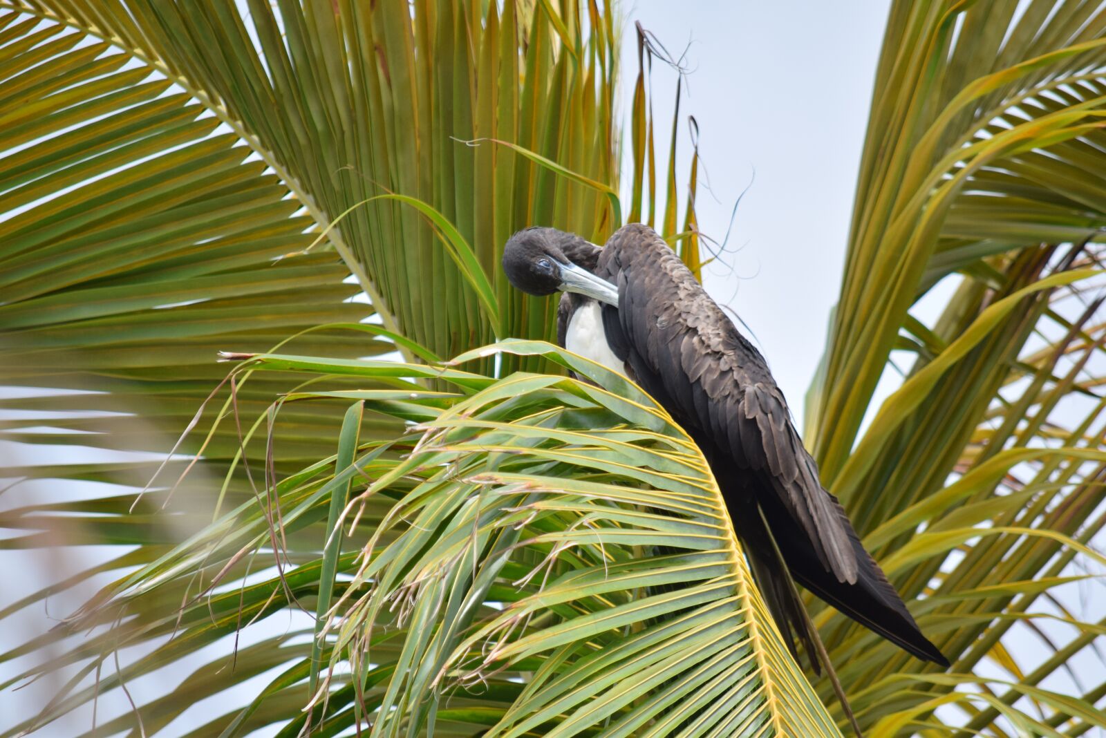 Nikon D3300 sample photo. Belize, bird, island photography