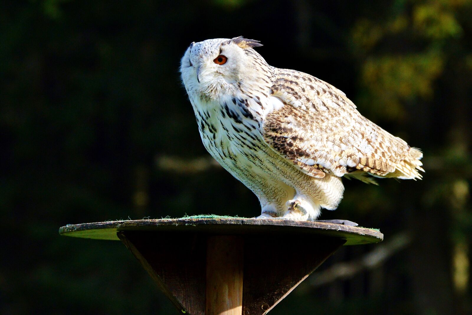 Nikon D3200 sample photo. Animal, nature, barn owl photography
