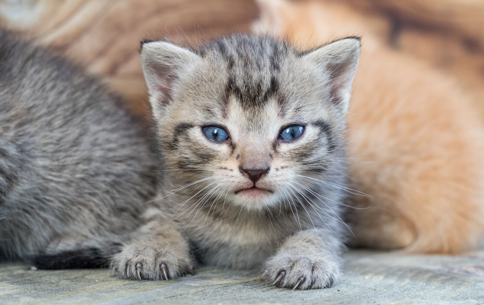 Canon EOS 7D Mark II sample photo. Kitty, cat, pet photography