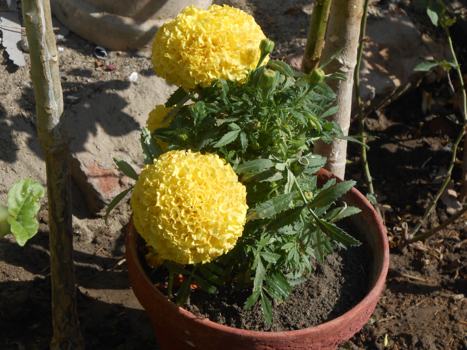 Nikon COOLPIX S4200 sample photo