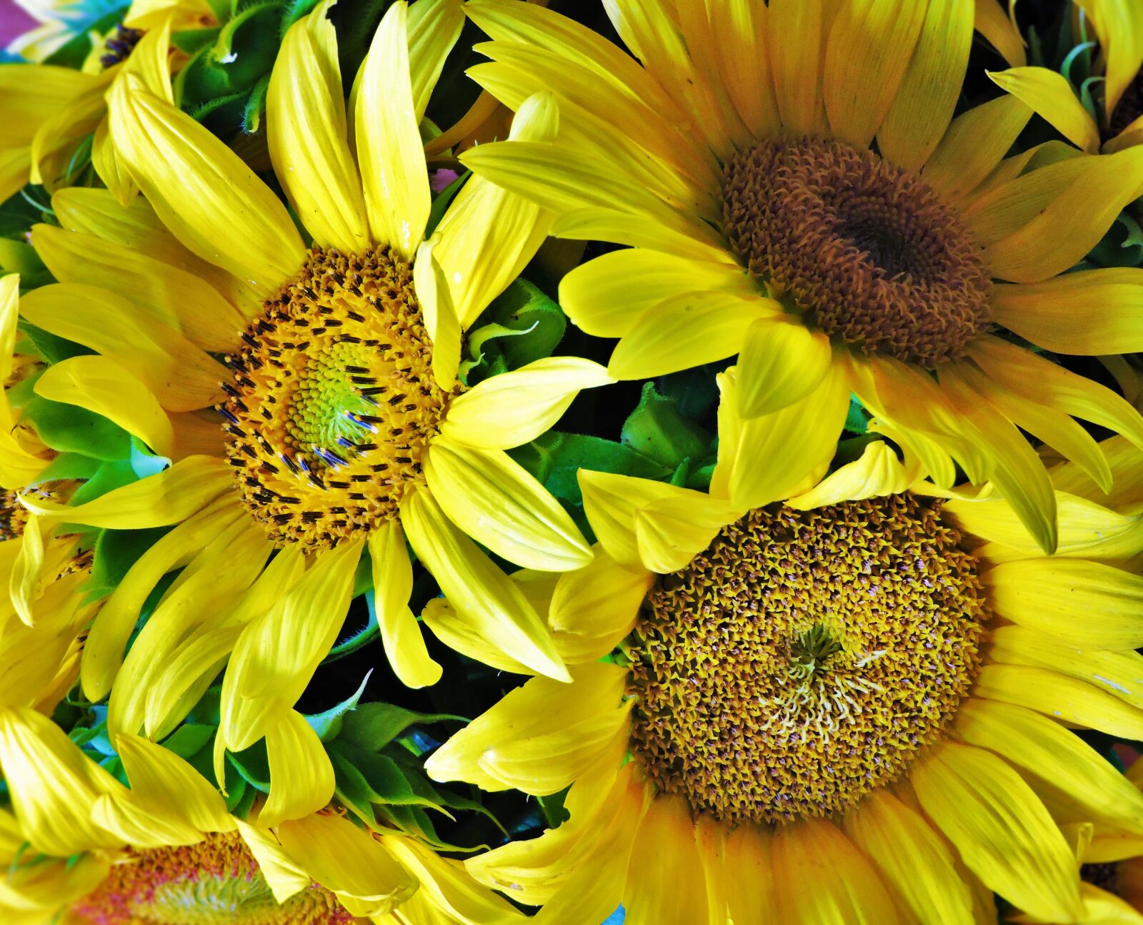Nikon Coolpix P600 sample photo. Sunflowers, nature, summer photography