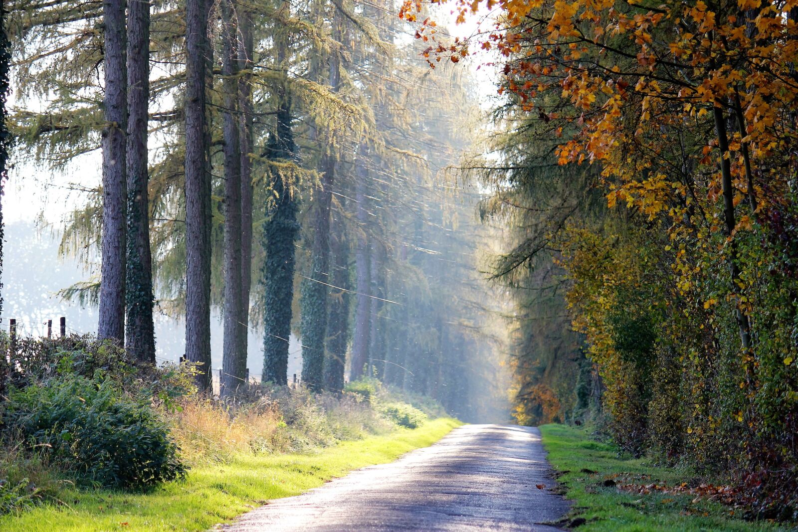 Canon EOS 550D (EOS Rebel T2i / EOS Kiss X4) sample photo. Golden autumn, path, yellow photography