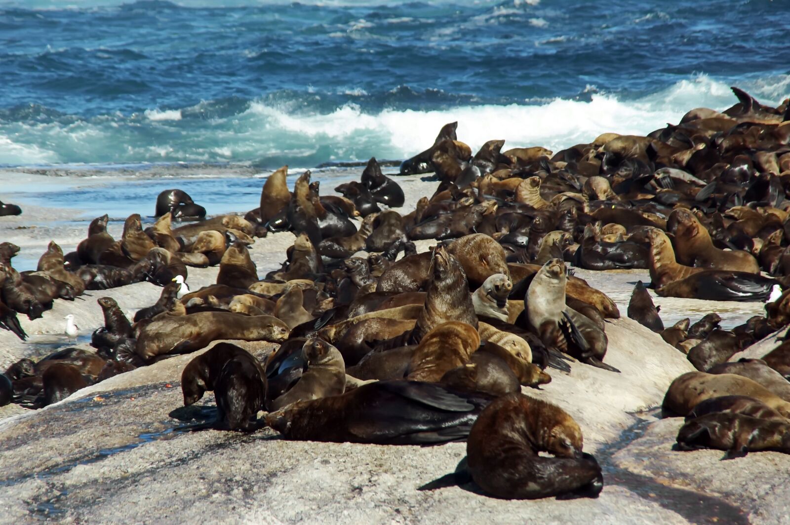 Pentax K200D sample photo. Sea lions, south africa photography
