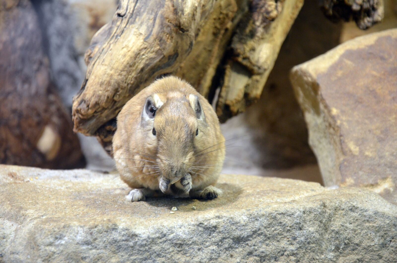 Nikon D5100 sample photo. Mouse, field mouse, rodent photography