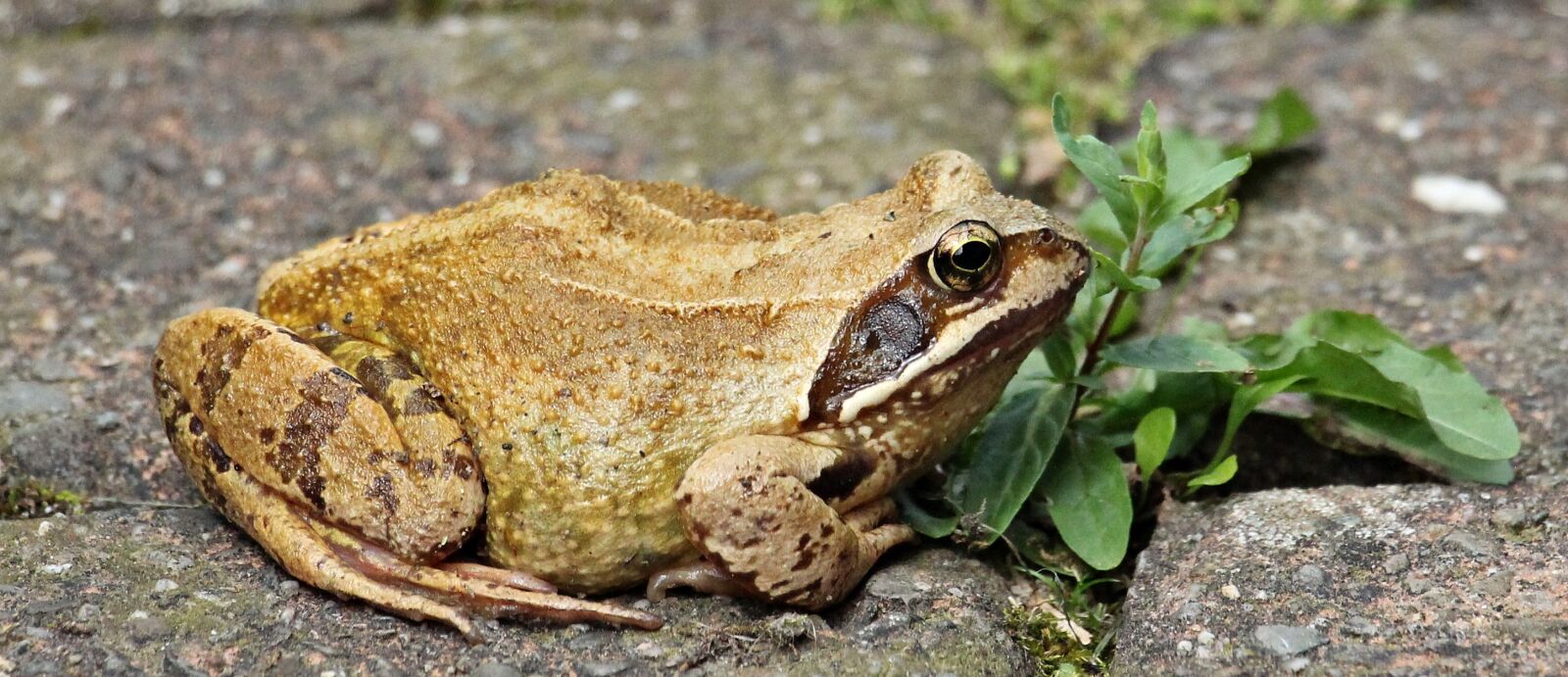 Canon EOS 550D (EOS Rebel T2i / EOS Kiss X4) sample photo. Frog, animal world, animal photography