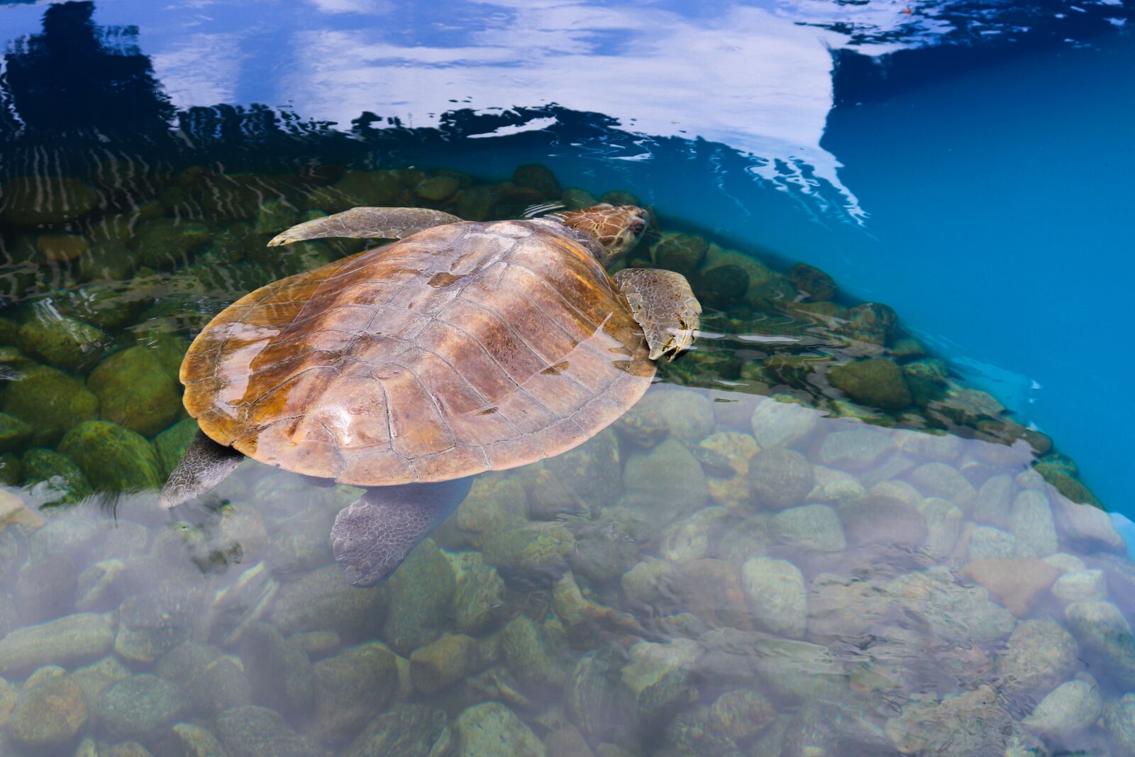 Canon EOS 200D (EOS Rebel SL2 / EOS Kiss X9) sample photo. Turtle, water, animal photography