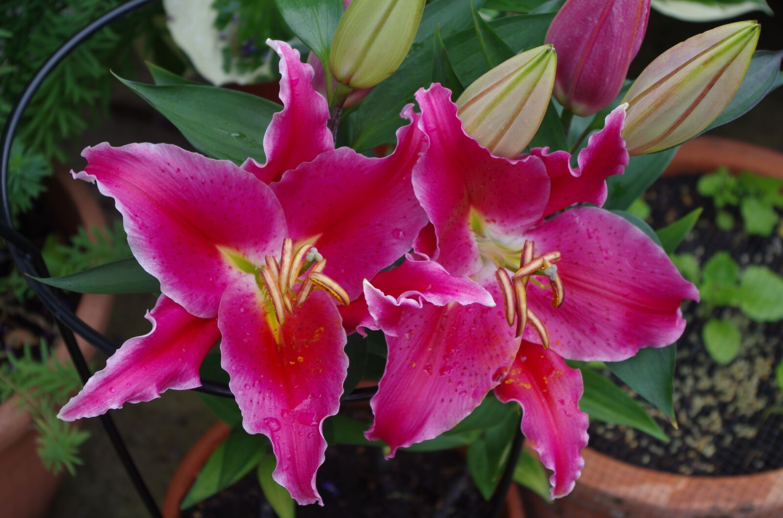 Pentax K-30 sample photo. Lily, flower, bloom photography