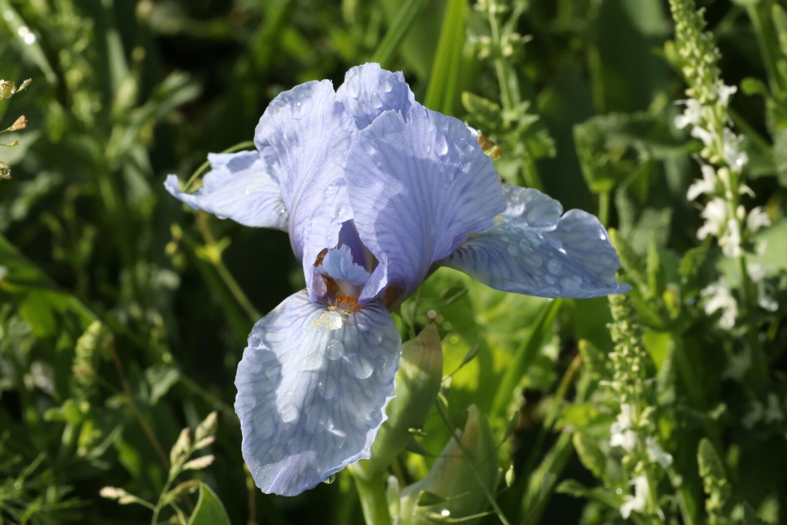 Tamron SP 90mm F2.8 Di VC USD 1:1 Macro sample photo. Iris, spring, summer photography