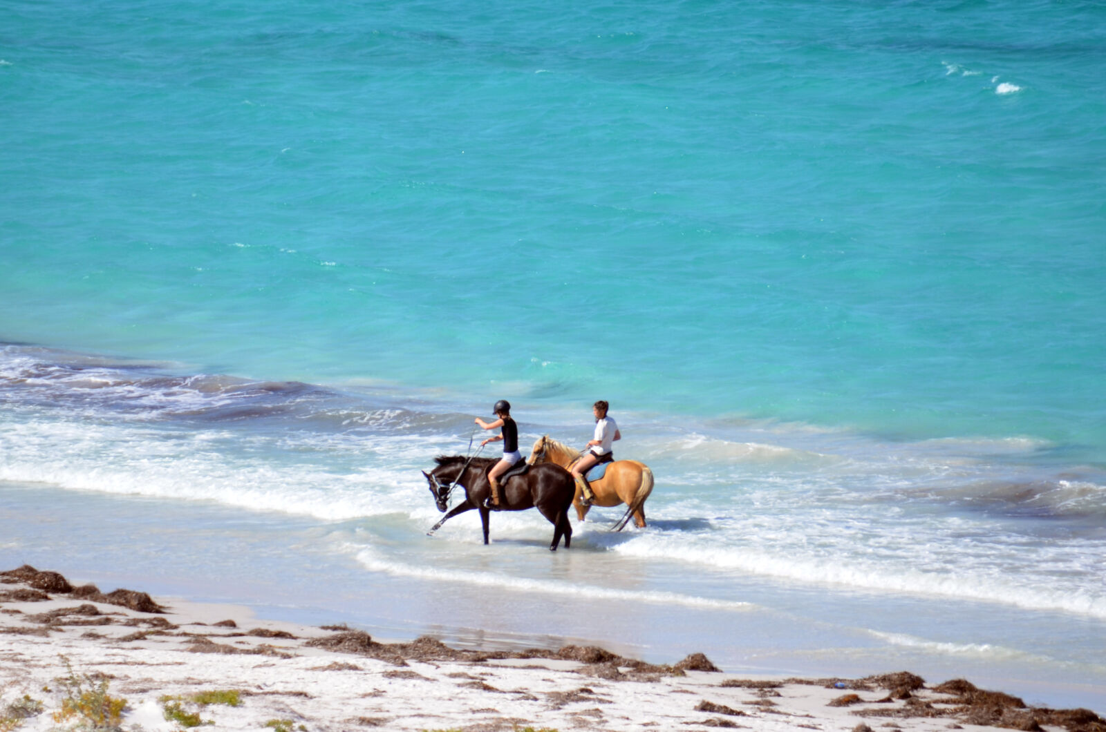Nikon D7000 sample photo. Horses, walking, on, beach photography