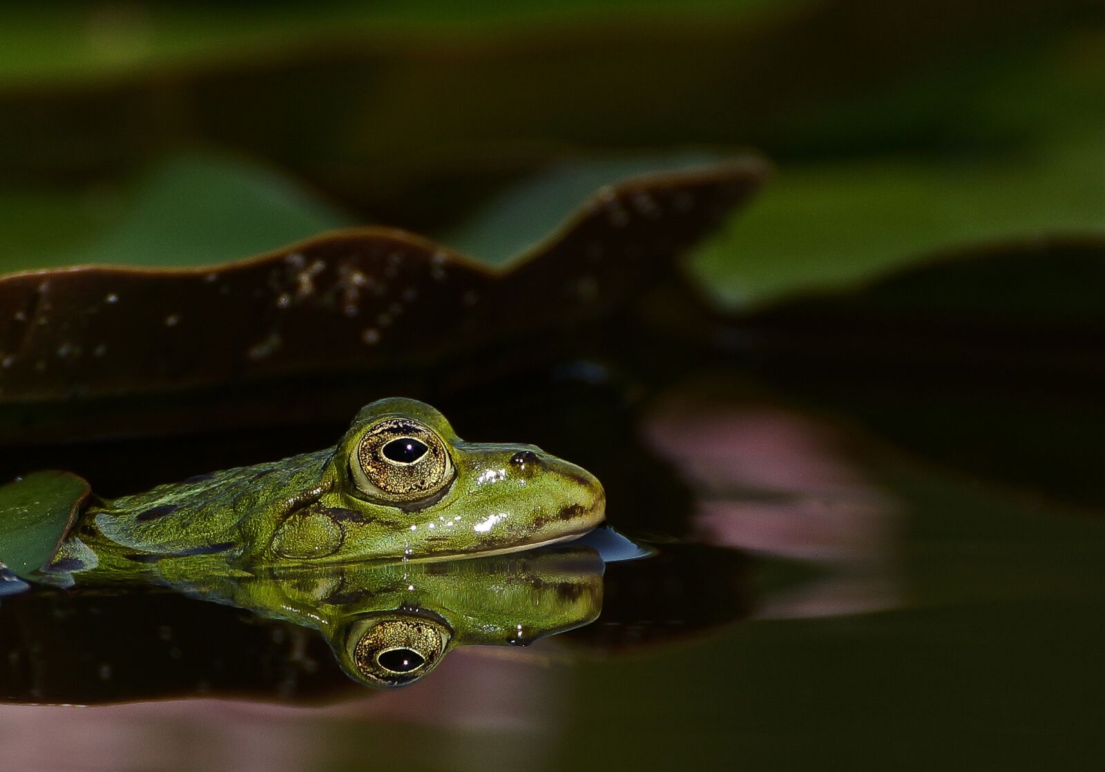 Sony SLT-A77 sample photo. Frog, pond, garden pond photography