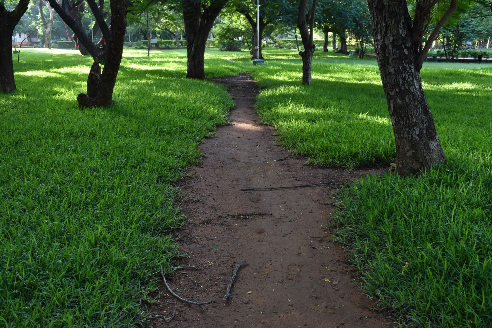 Nikon D3500 sample photo. Grass road, peace, walk photography