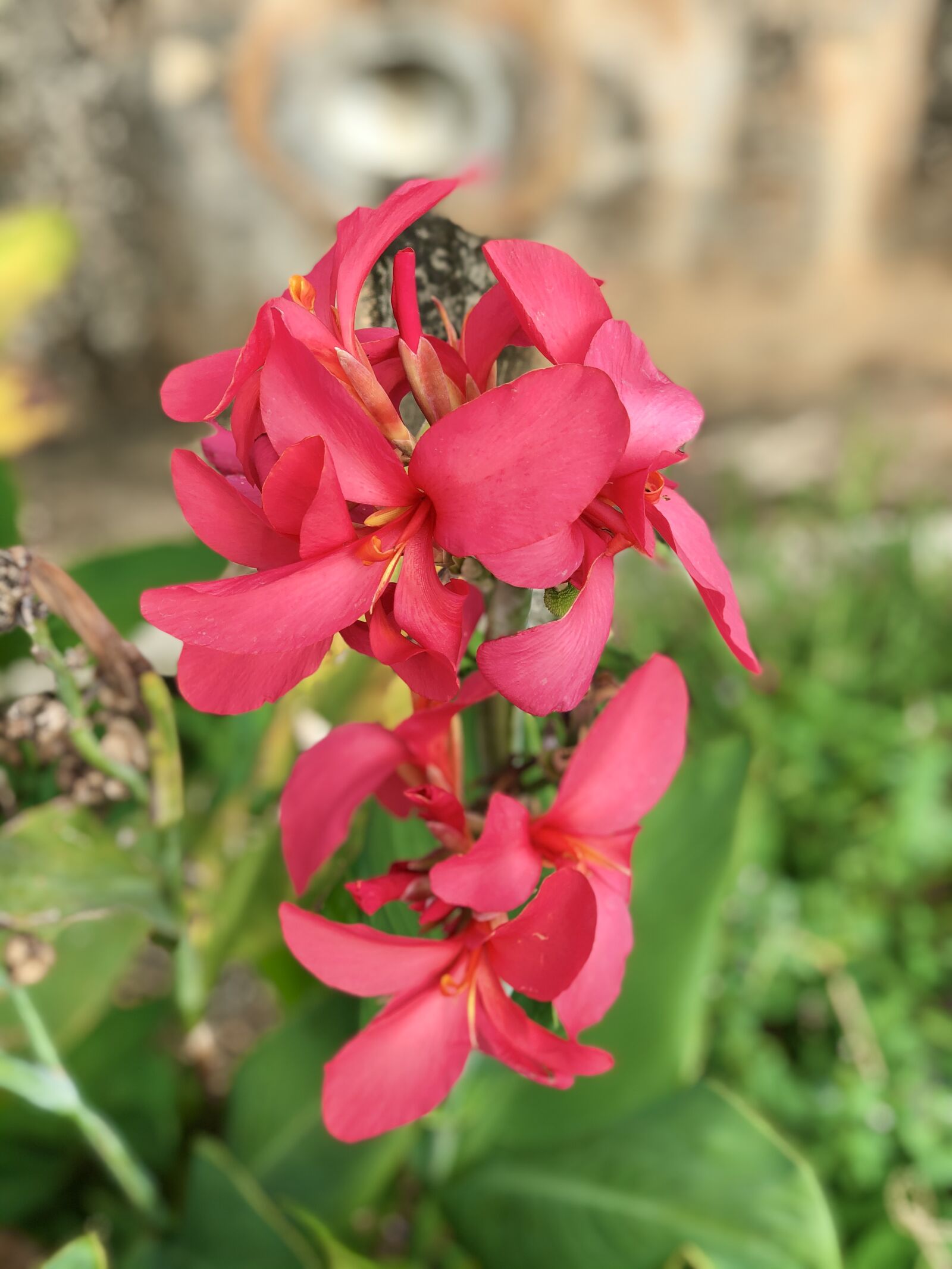 iPhone X back dual camera 6mm f/2.4 sample photo. Pink, flower, nature photography