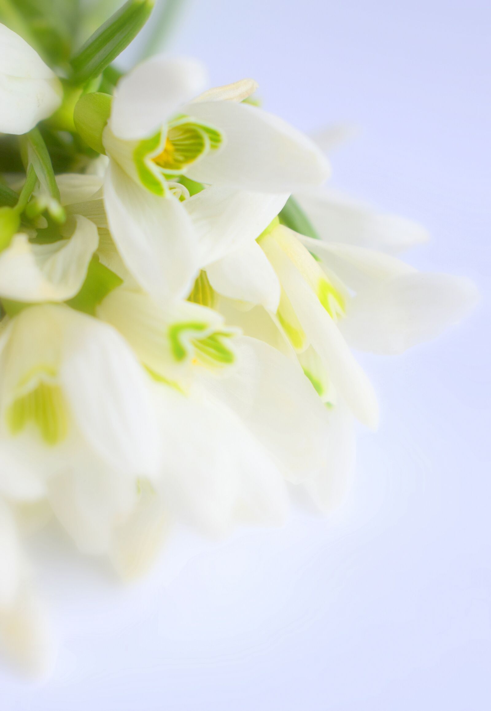Nikon D3300 sample photo. Flower, white, snežienky photography