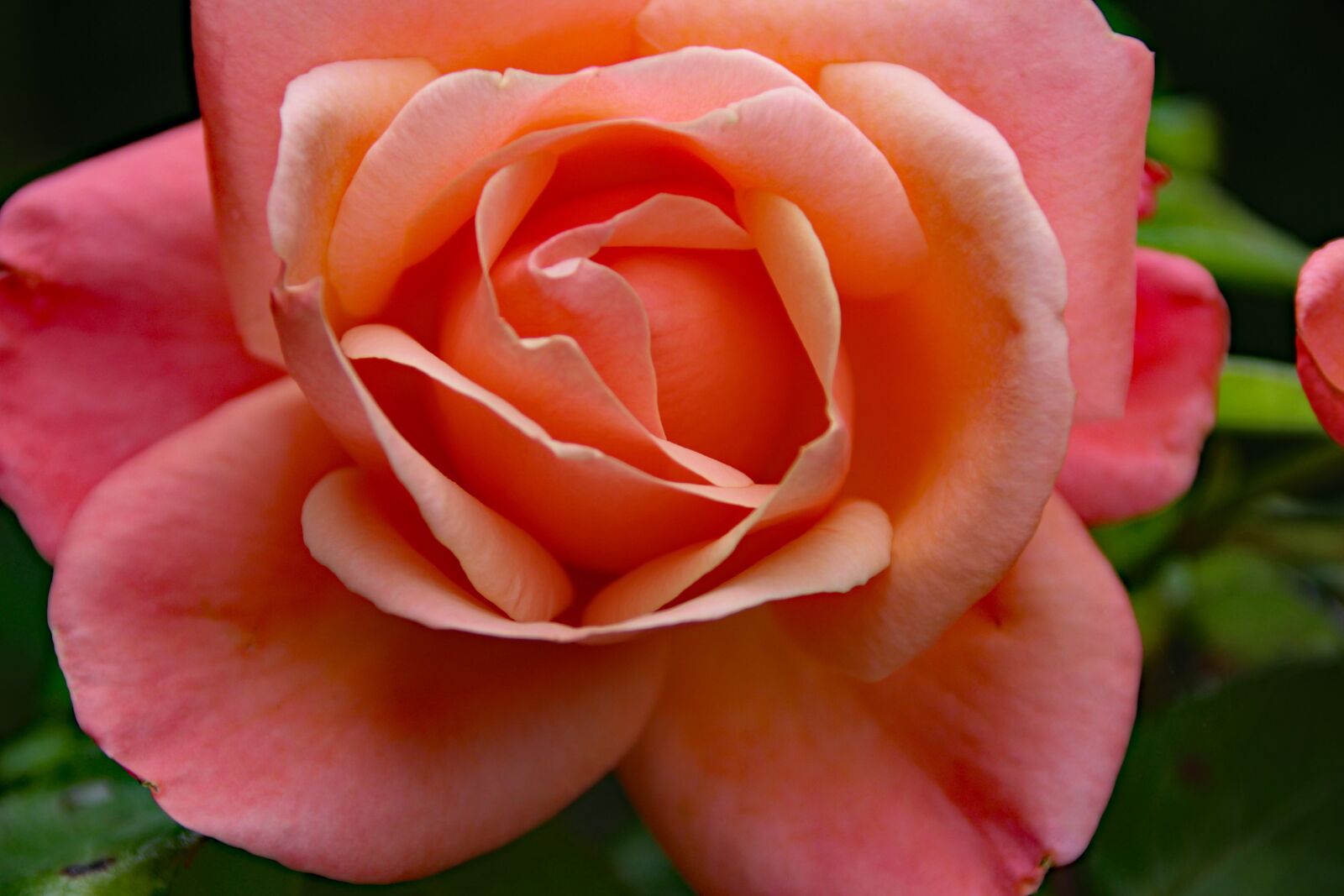 Canon EOS 100D (EOS Rebel SL1 / EOS Kiss X7) sample photo. Pink rose, rose, pink photography