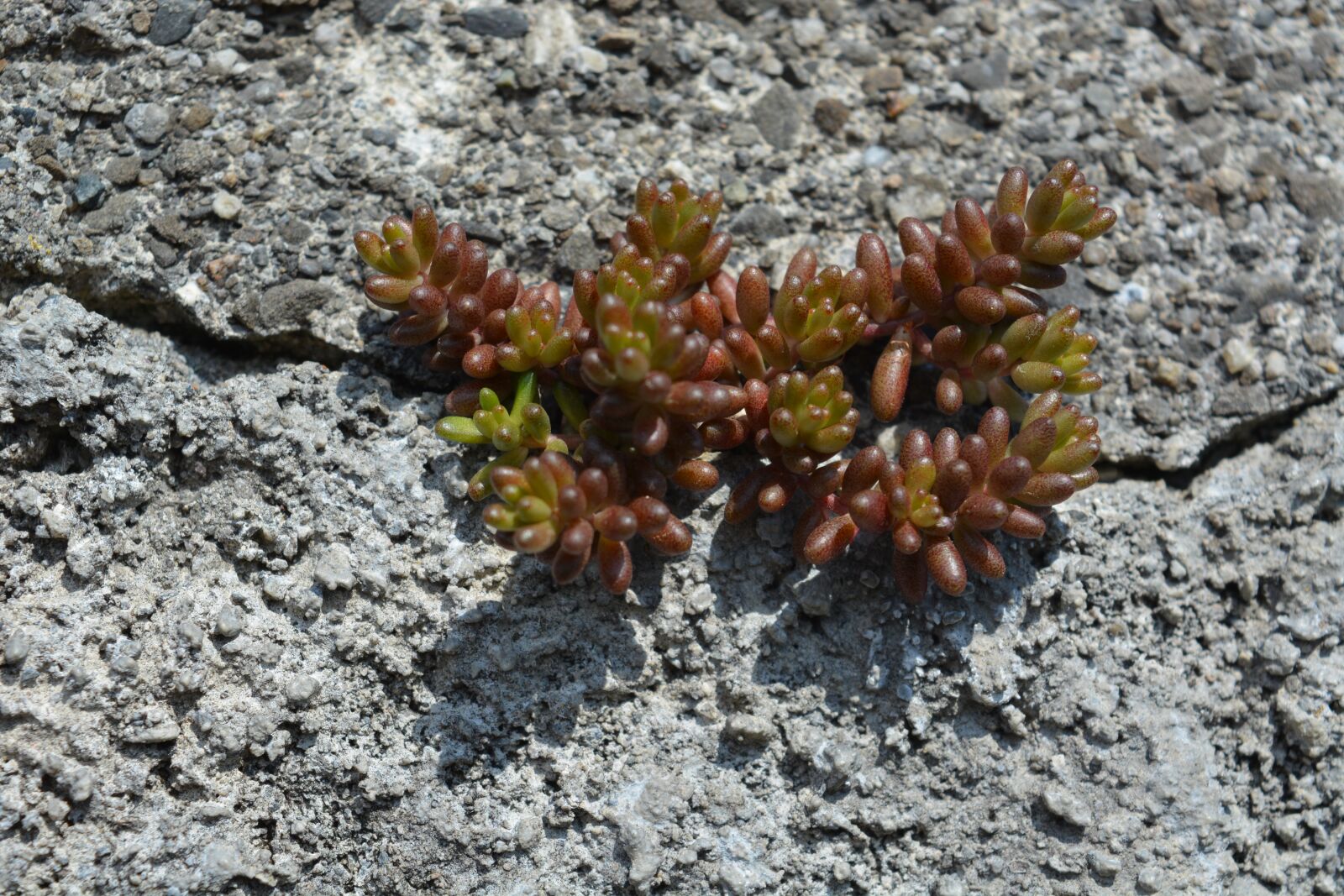 Nikon D5200 sample photo. Nature, plant, green photography