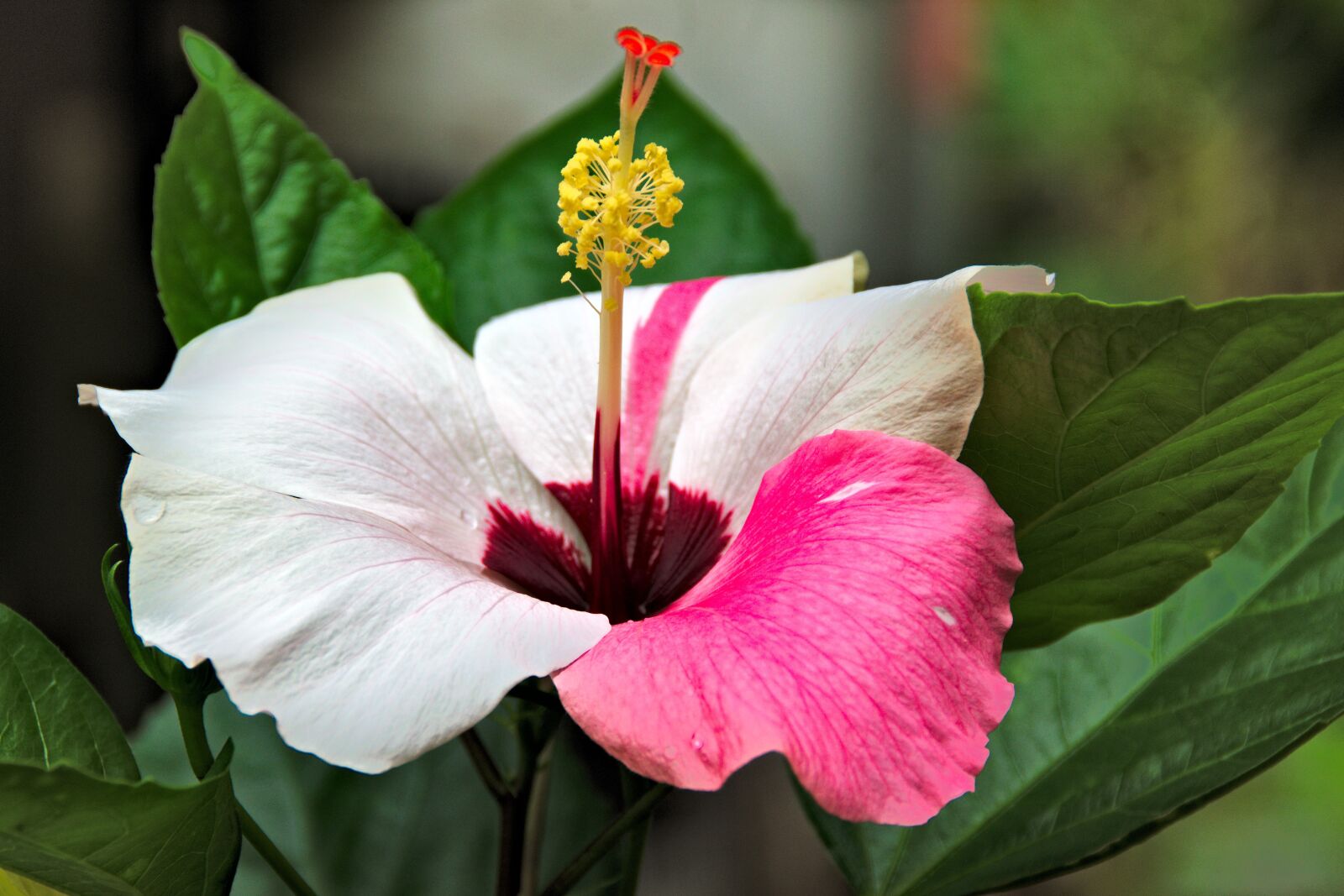 Nikon D5300 sample photo. Hibiscus, blossom, bloom photography