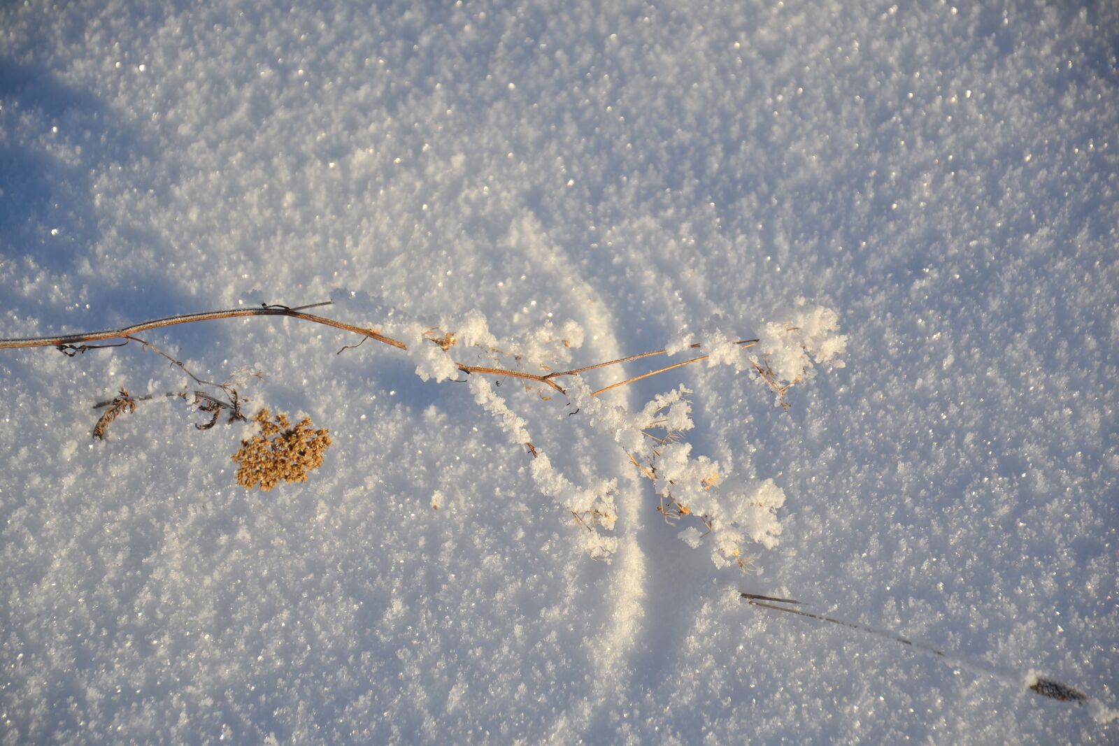 Nikon D3100 sample photo. Winter, snow, leann photography