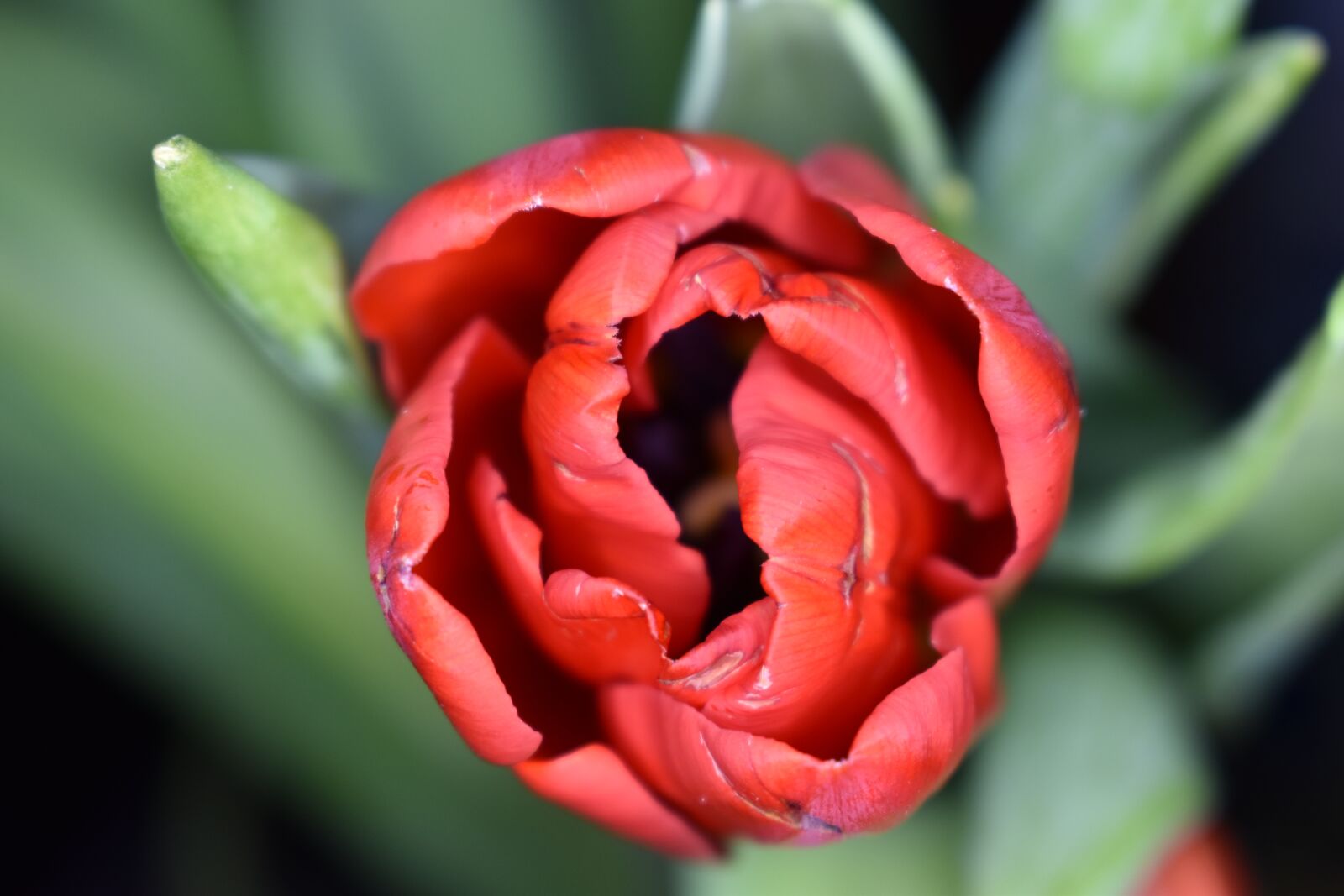 Nikon D5600 sample photo. Tulip, flower, flowers photography