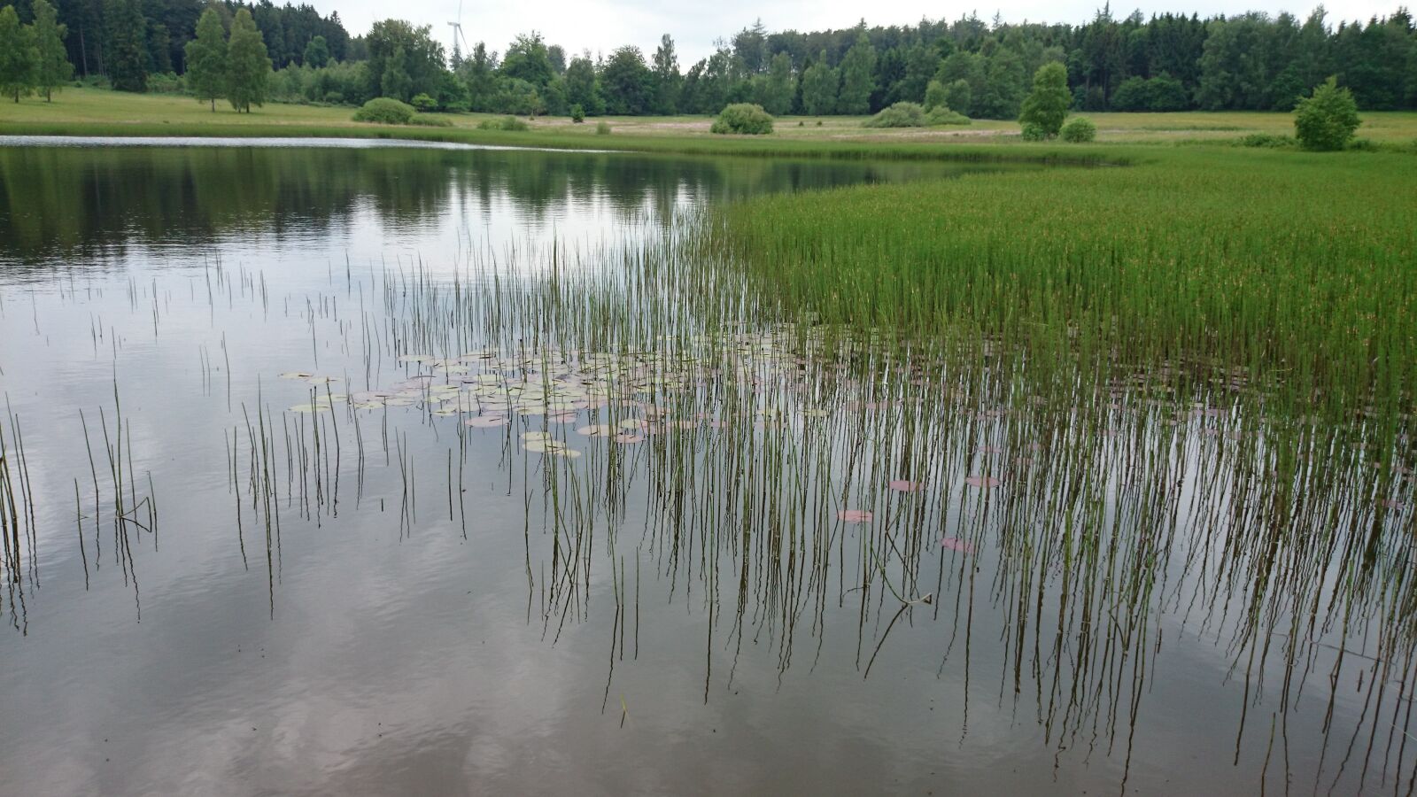 Sony Xperia Z1 Compact sample photo. Nature, lake, plant photography