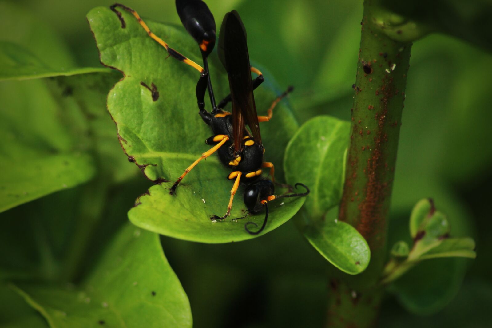 Canon EOS 600D (Rebel EOS T3i / EOS Kiss X5) sample photo. Wasp, insect, garden photography