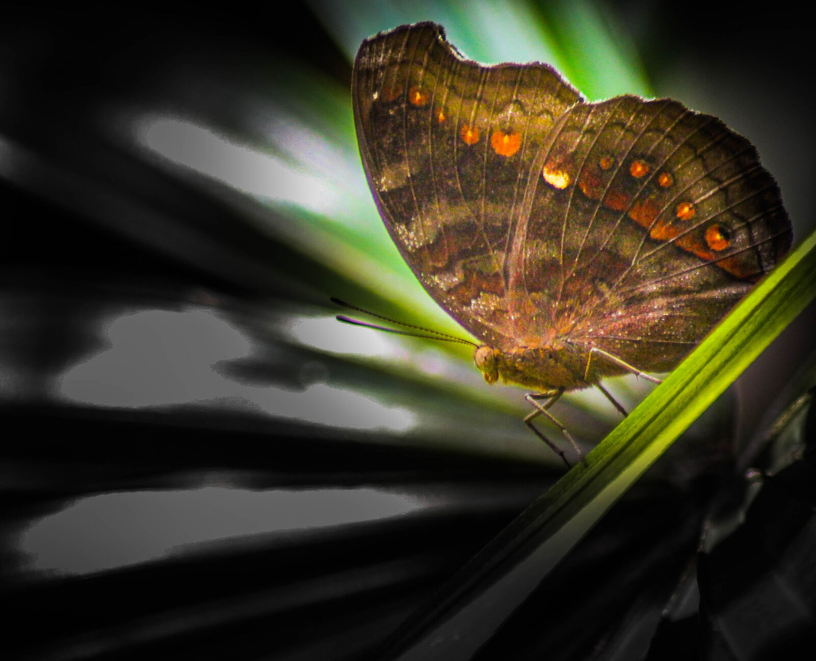 Canon EOS 650D (EOS Rebel T4i / EOS Kiss X6i) sample photo. Beauty, butterflies, butterfly photography