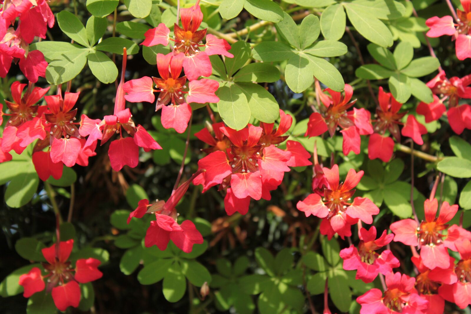 Canon EOS 500D (EOS Rebel T1i / EOS Kiss X3) sample photo. Red flower, red flowers photography