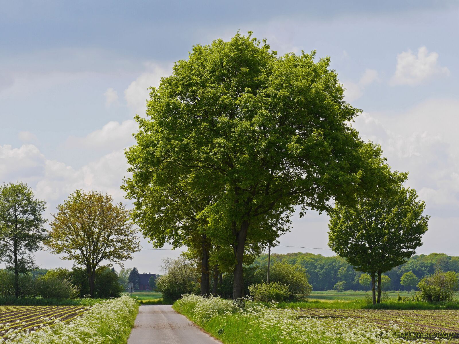 Panasonic Lumix DMC-GH3 sample photo. Münsterland, spring, fields photography