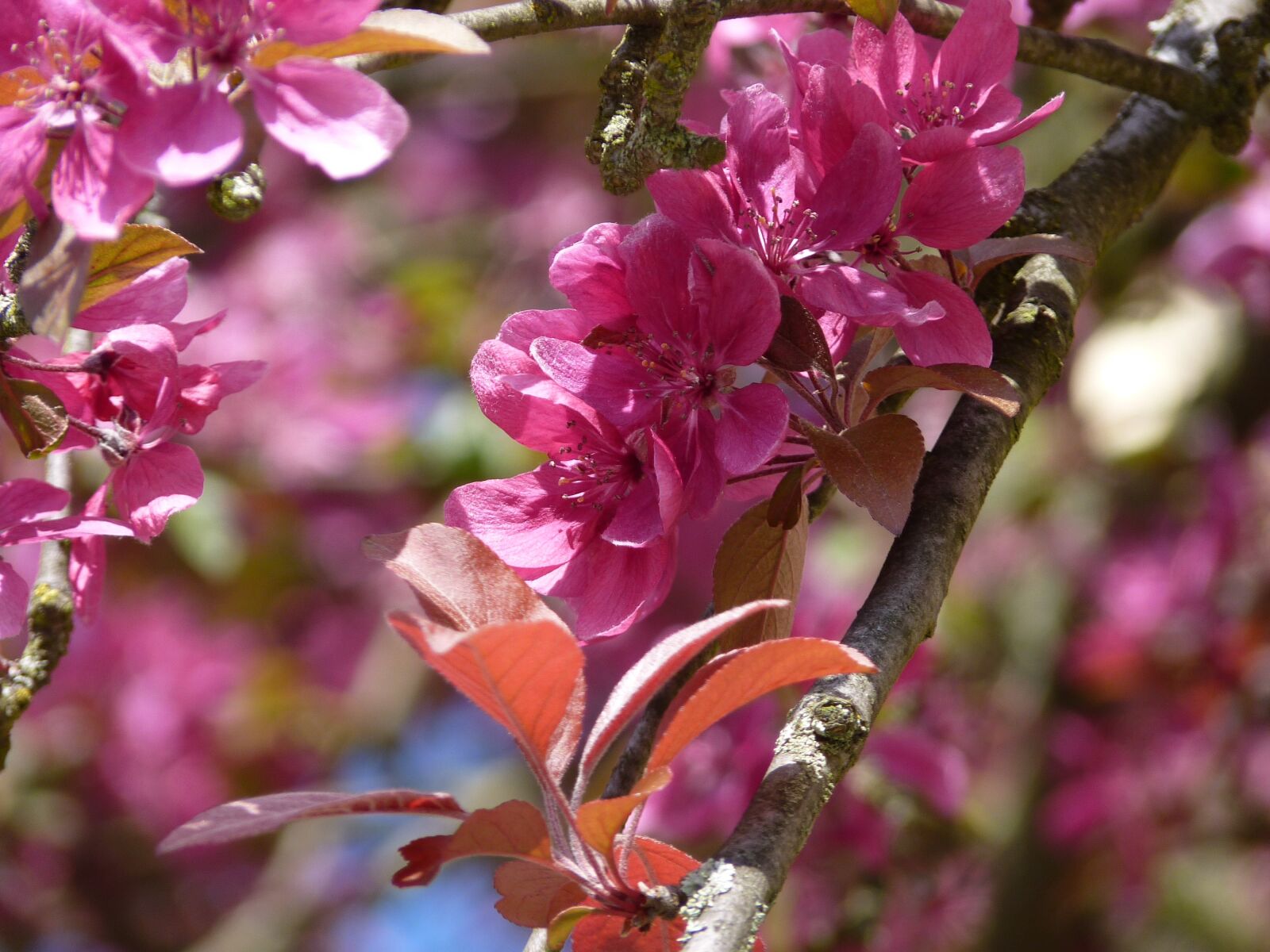 Panasonic Lumix DMC-FZ35 (Lumix DMC-FZ38) sample photo. Blossom, bloom, spring photography