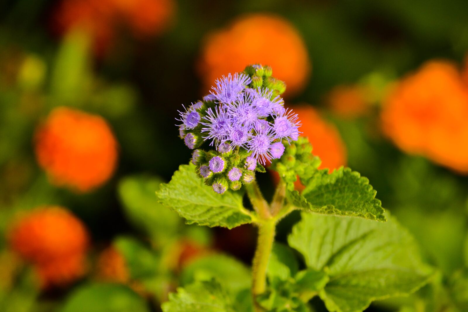 Nikon D3100 sample photo. Flower, vegetable garden, flowers photography