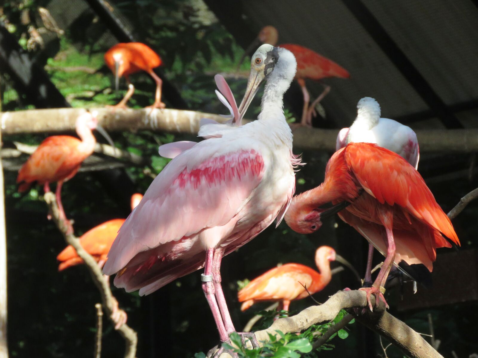 Canon PowerShot SX60 HS sample photo. Flamingo, water birds, exotic photography