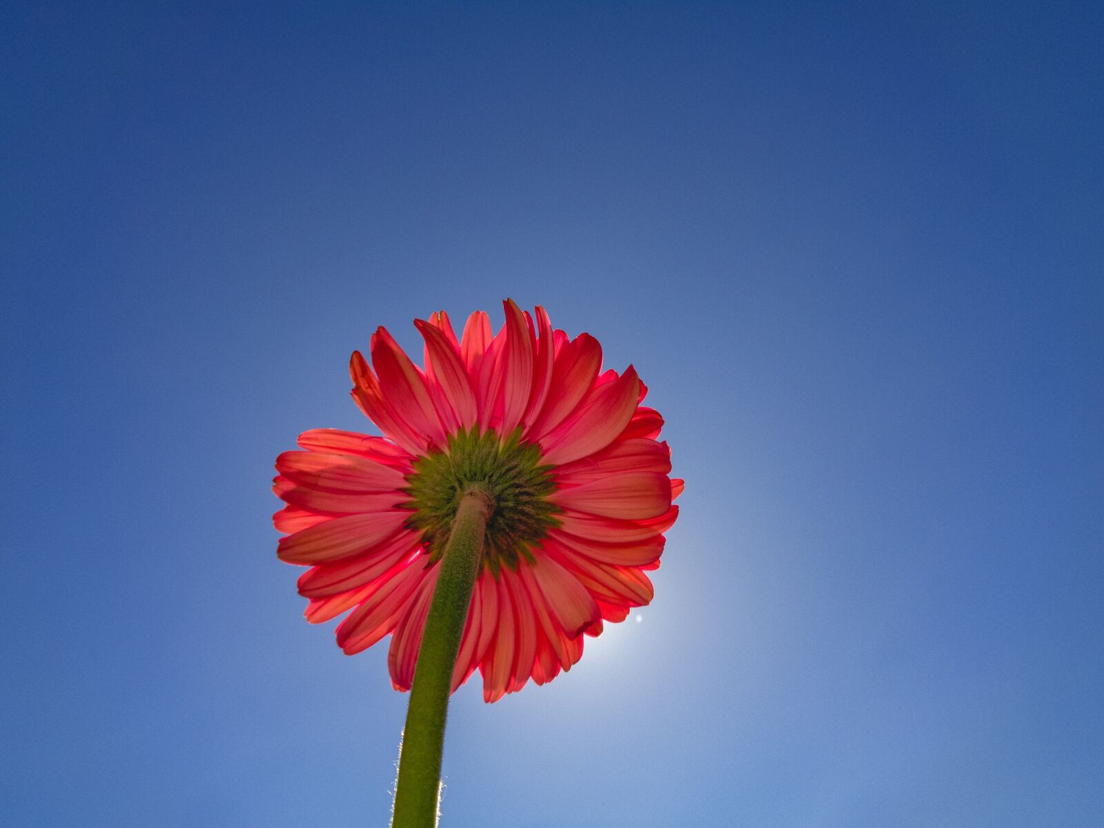 Sony Cyber-shot DSC-W830 sample photo. Flower, sky, spring photography