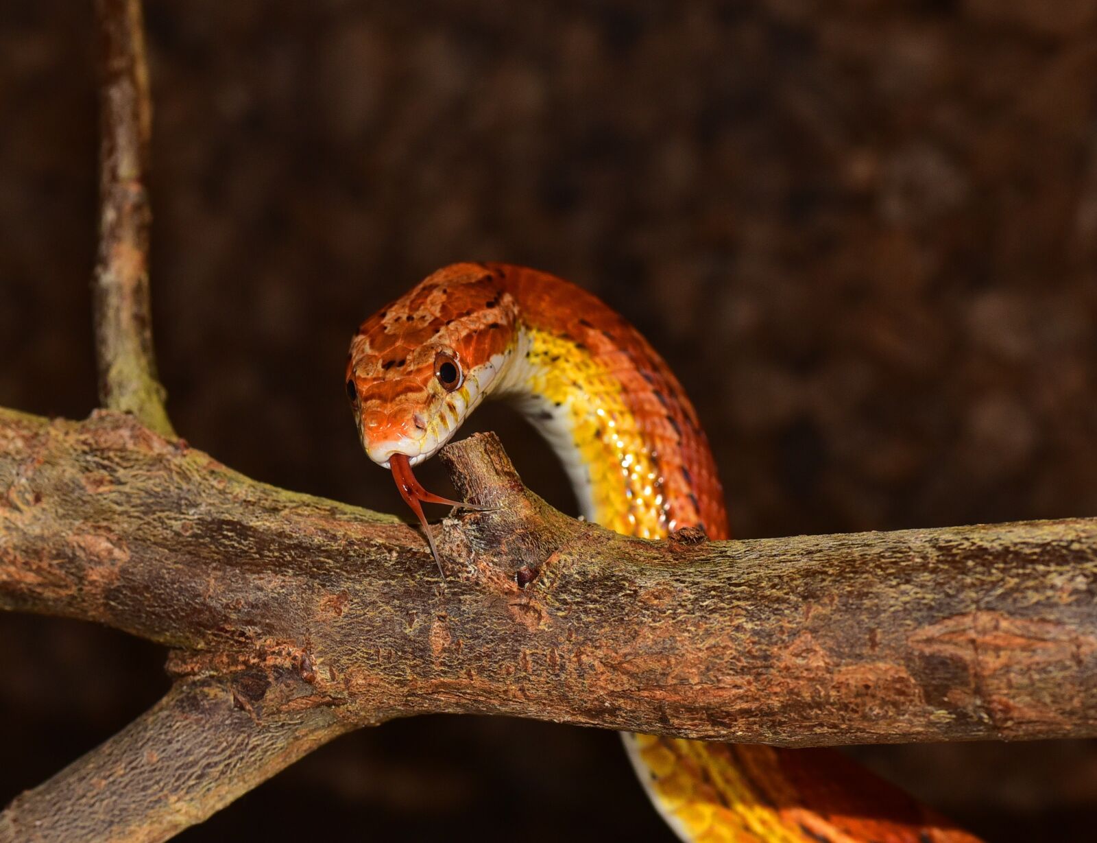 Nikon D750 sample photo. Animal world, corn snake photography