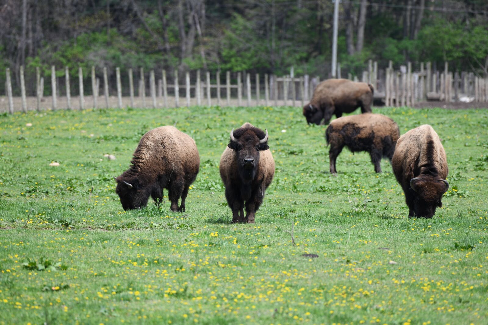 Nikon D850 sample photo. Bison, farm, animal photography