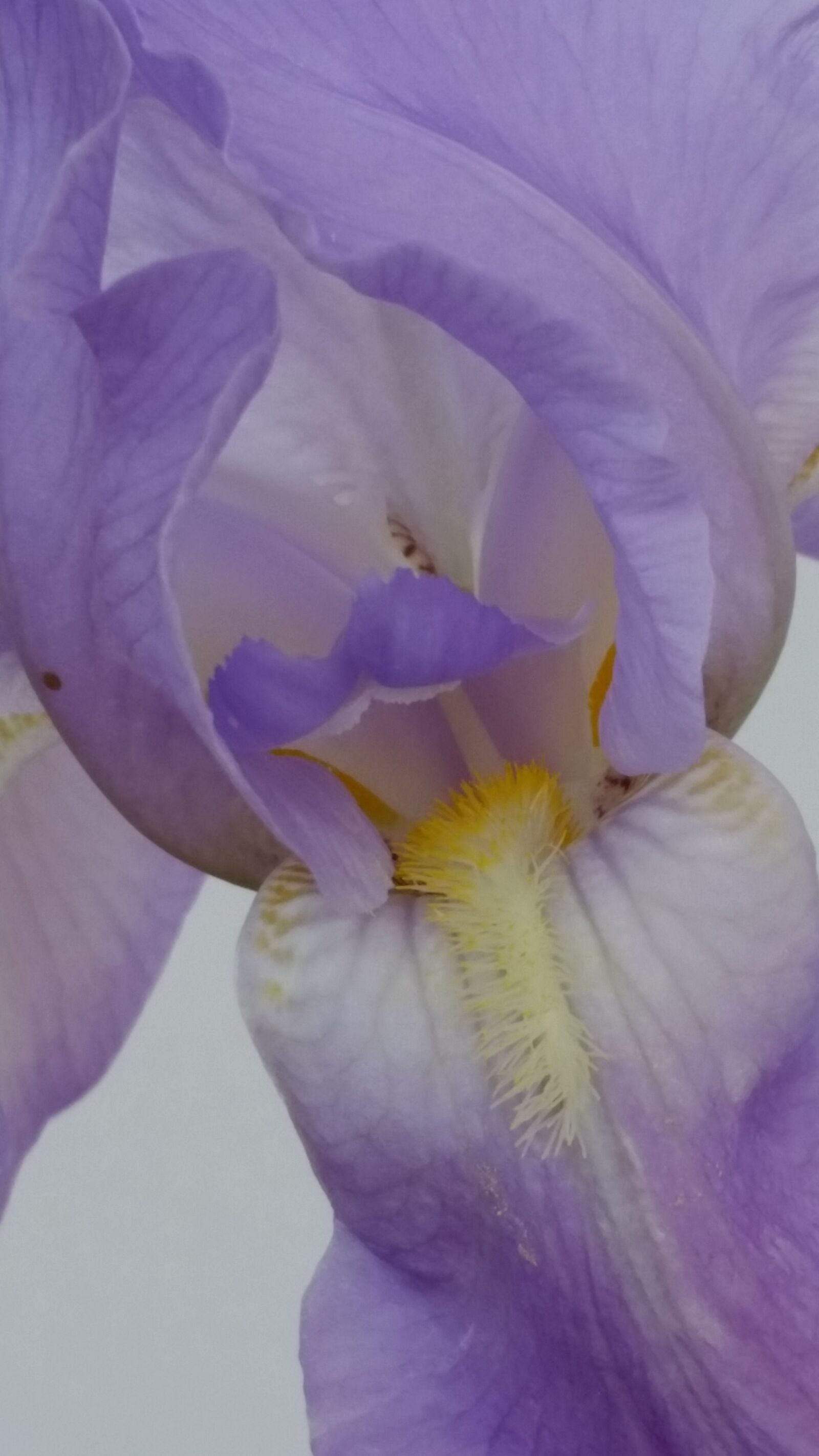 Samsung Galaxy S5 sample photo. Iris, flower, interior view photography