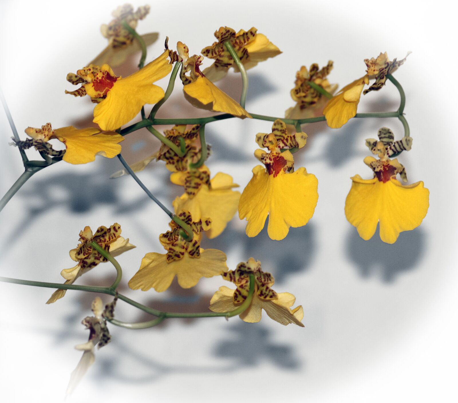 Canon EOS 550D (EOS Rebel T2i / EOS Kiss X4) sample photo. Oncidium, dancing lady, orchid photography