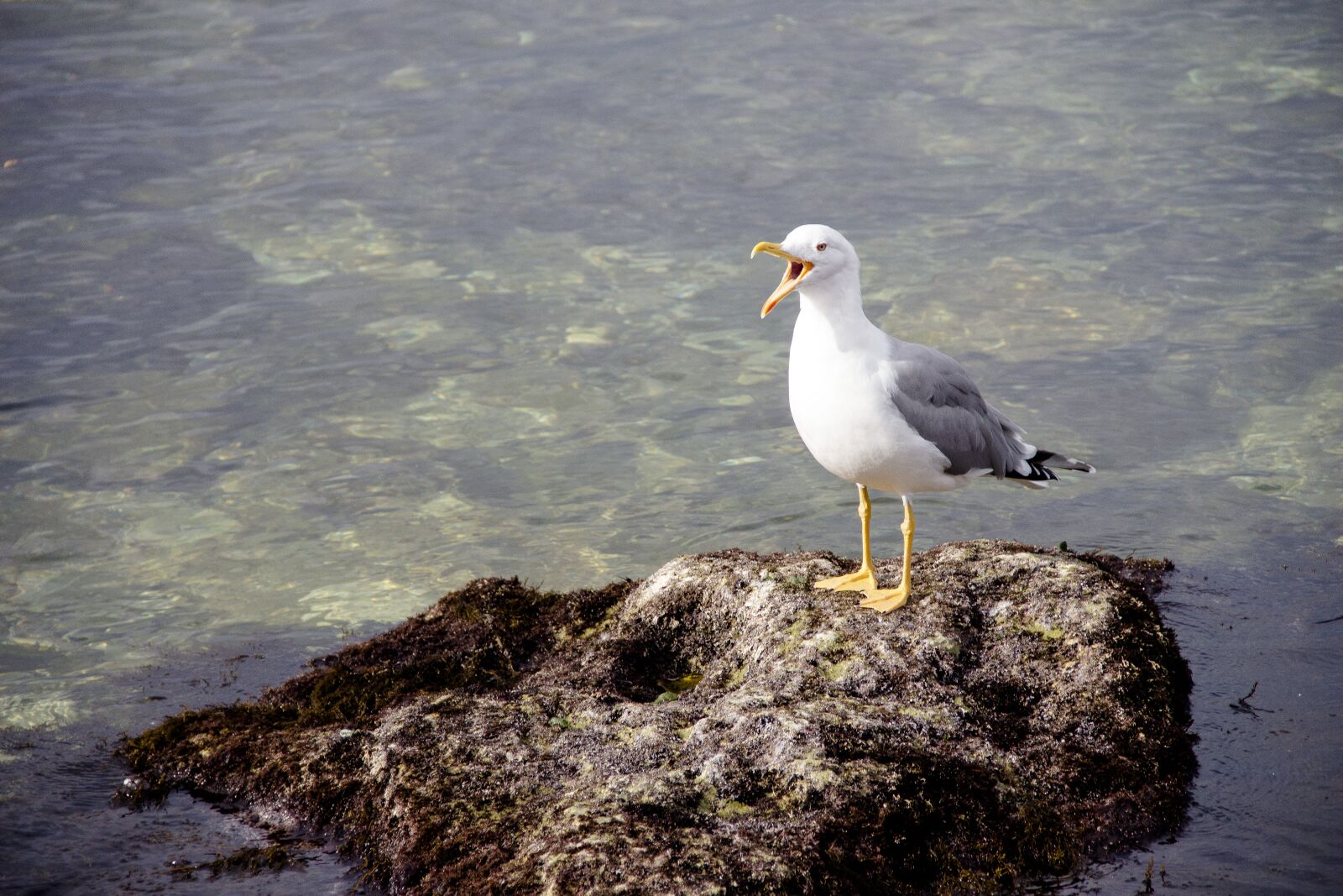 Canon EOS 650D (EOS Rebel T4i / EOS Kiss X6i) sample photo. Screaming cormorant, bird, sea photography