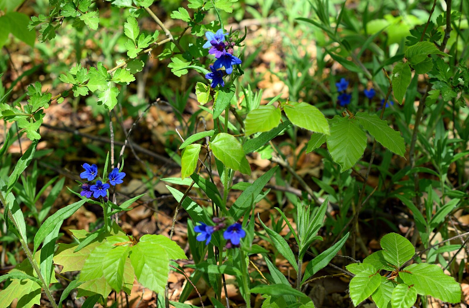 Nikon D3300 sample photo. Lungwort, blue, wild flower photography